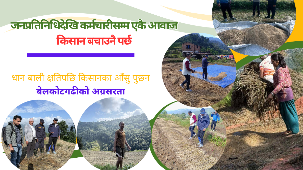 धान बाली क्षतिपछि किसानका आँसु पुछ्न बेलकोटगढीको अग्रसरता