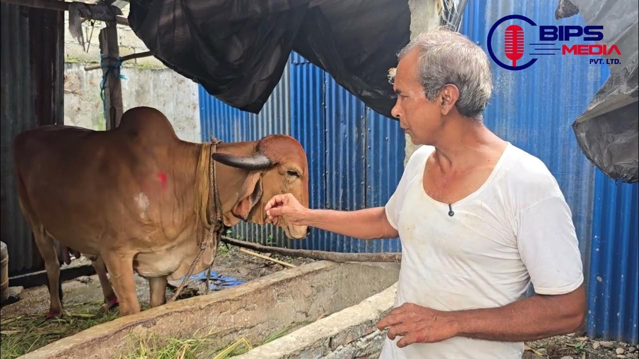 गिर गाई पालन: ग्रामीण समृद्धि र प्राकृतिक स्वास्थ्यको ‘मल्टि-डाइमेन्सनल’ मार्गचित्र