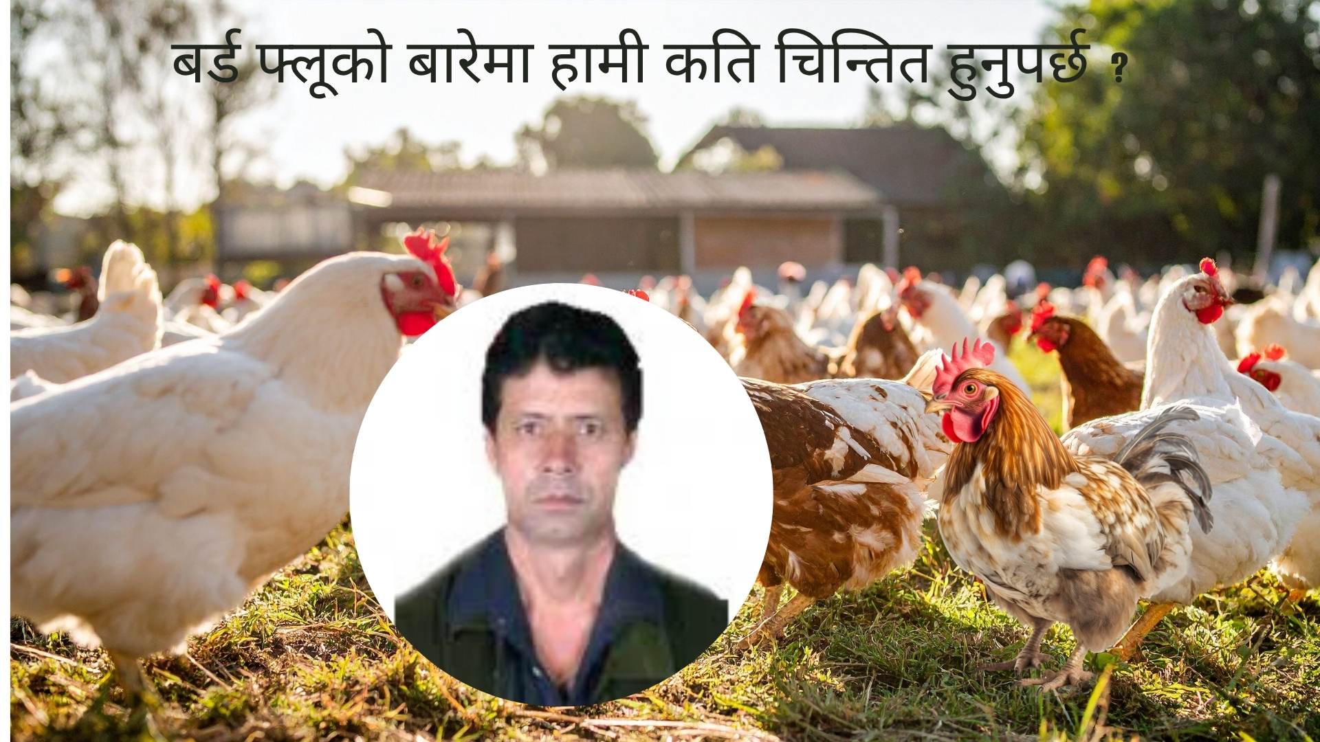 बर्ड फ्लूको बारेमा हामी कति चिन्तित हुनुपर्छ ?