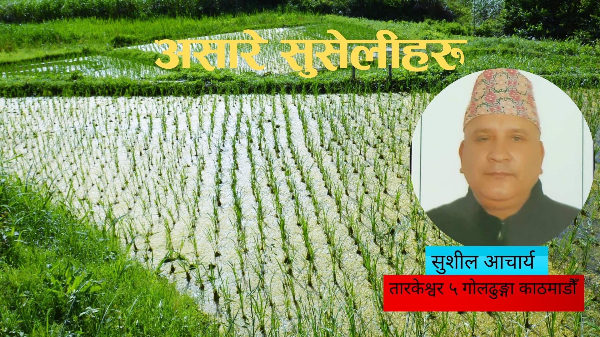 असारे सुसेलीहरू