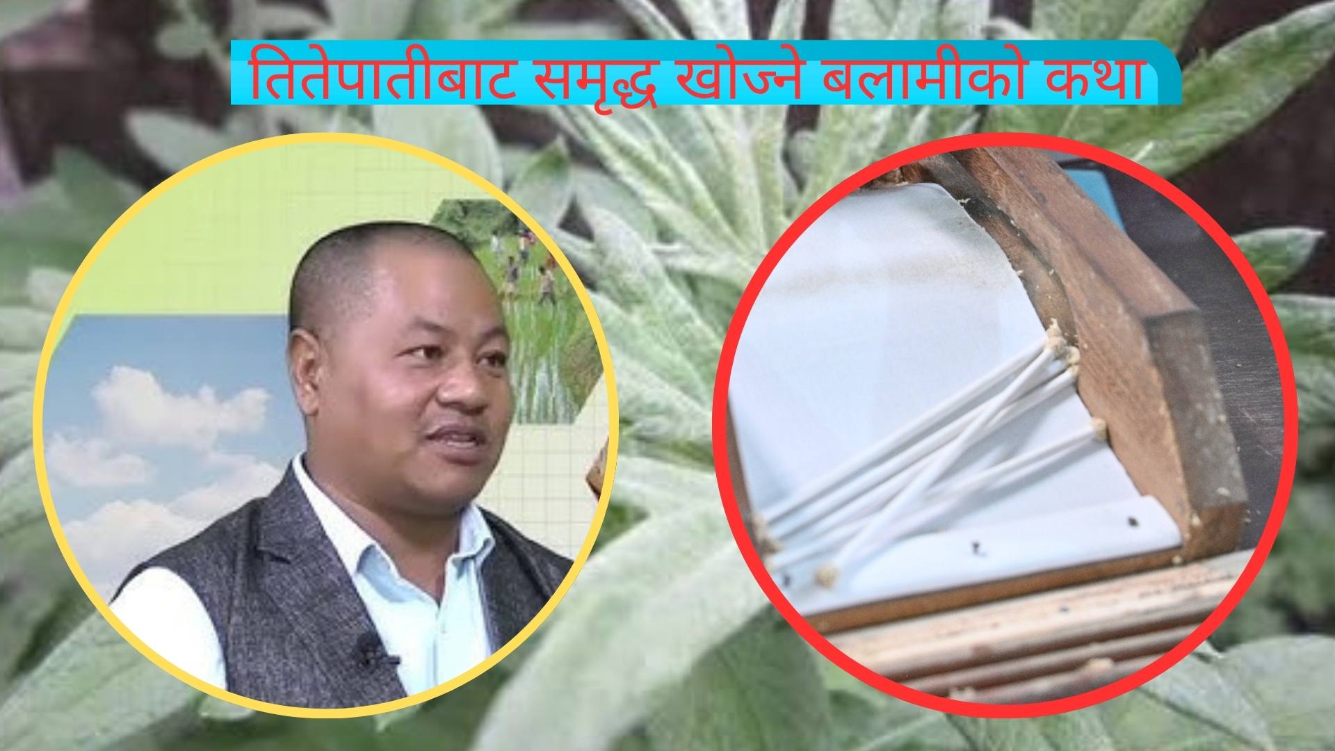 तितेपातीबाट समृद्ध खोज्ने बलामीको कथा