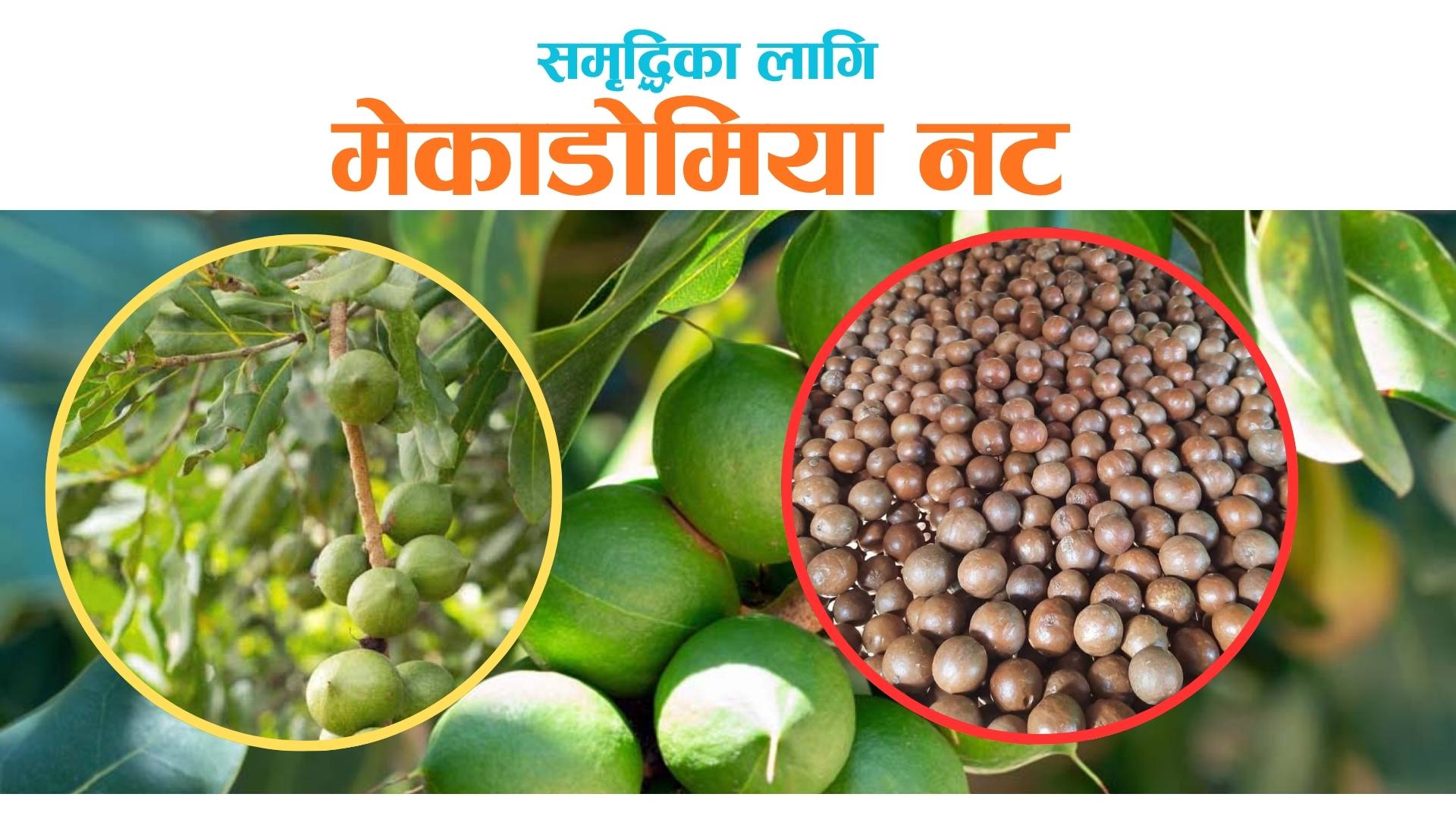 समृद्धिका लागि मेकाडामिया खेती