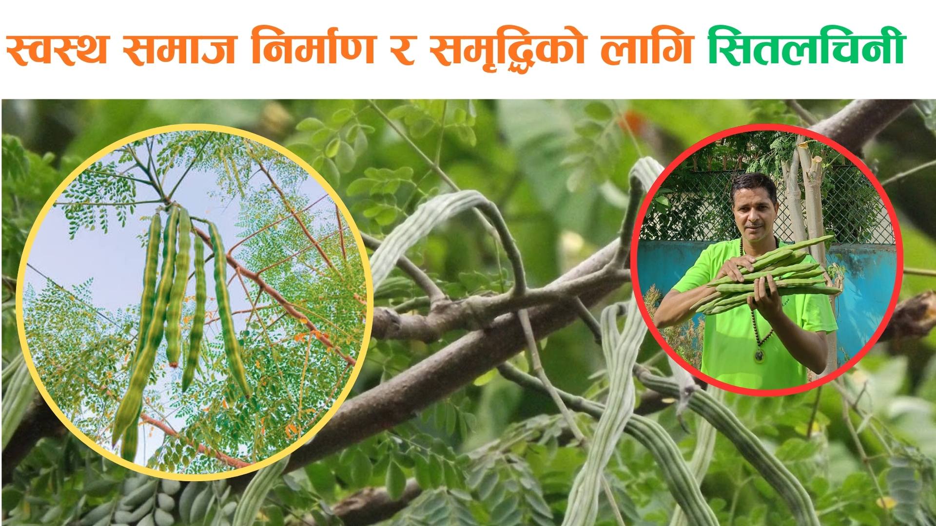स्वस्थ समाज र समृद्ध कृषिको प्राकृतिक उपहार हो सितलचिनी