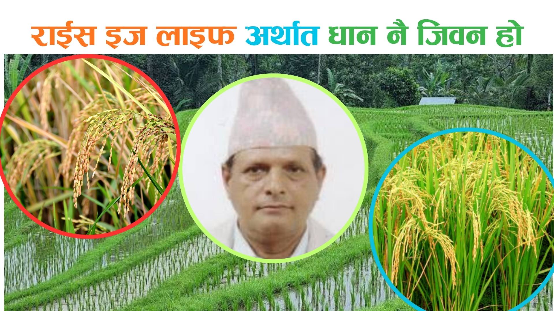 धानको उत्पादकत्व वृद्धि र किसानको सवाल