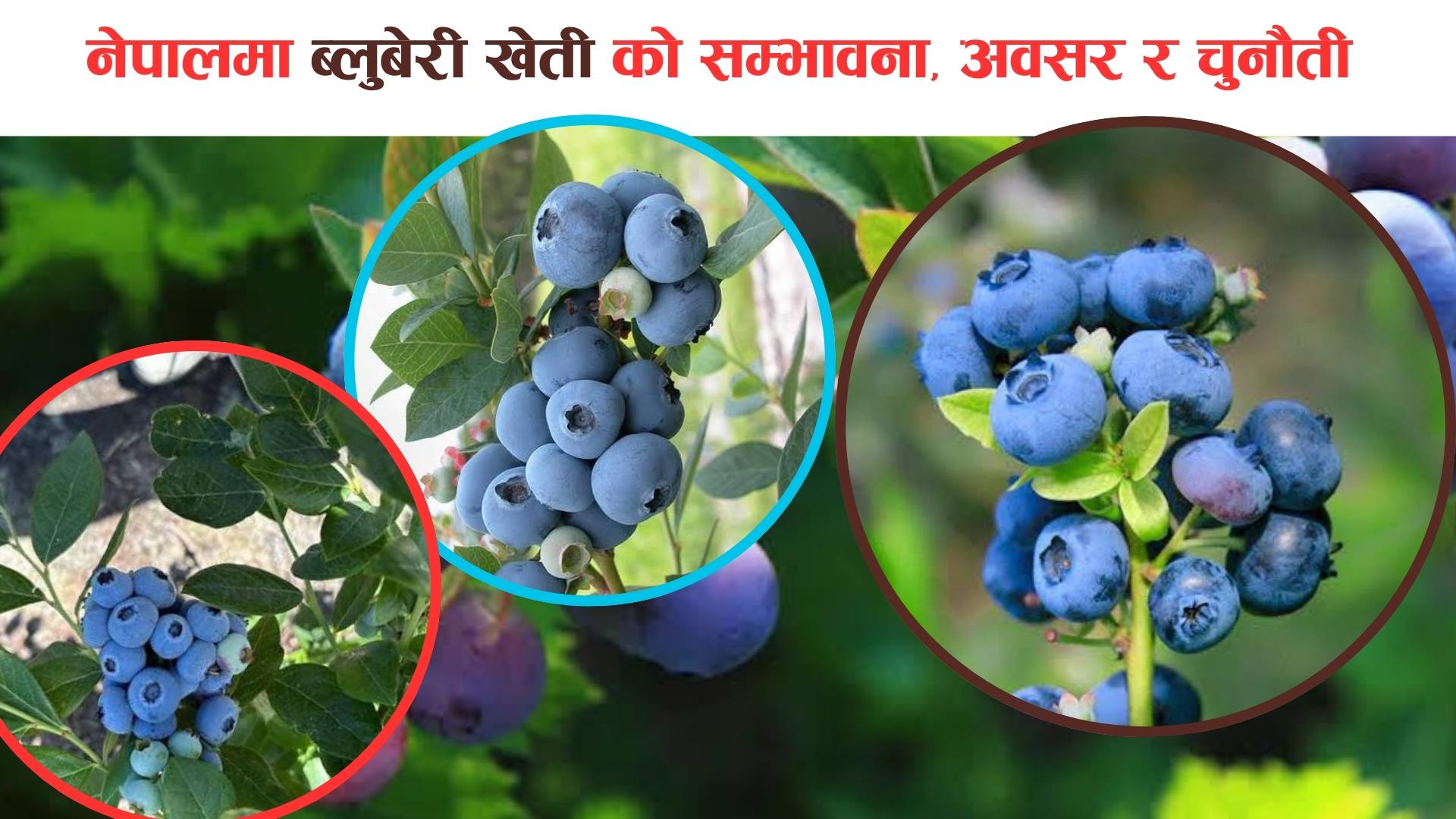 नेपालमा ब्लुबेरी खेतीको व्यावसायिक सम्भाव्यता: अवसर र चुनौती