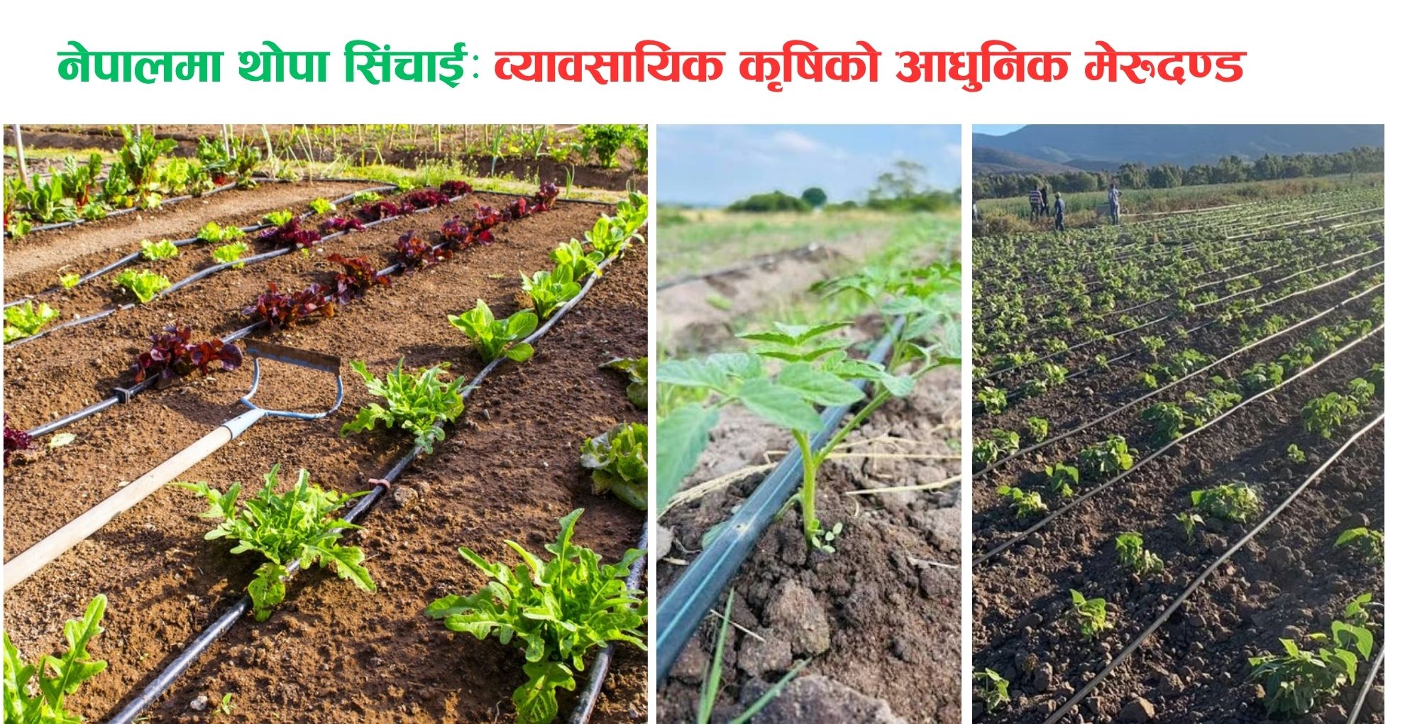 नेपालमा थोपा सिँचाई: आधुनिक कृषिको मेरुदण्ड कि चुनौती ?